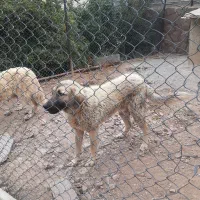 سگ سراب
