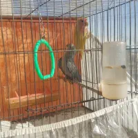 طوطی کوتوله|پرنده|مشهد, ادیب نیشابوری (شهرک غرب)|دیوار