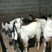 تیشتر درجه یک کهره بز