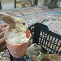 خرگوش لوپ