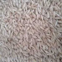 جو ویلما اتریشی بشرط و ضمانت