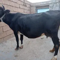 گاو سویسی|حیوانات مزرعه|کامیاران, |دیوار