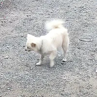 سگ پاکوتاه حرف گوش کن جا دستشویی بلده