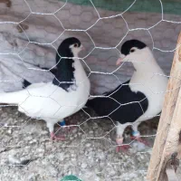 ساده افغانی نر وخال سیاه نر جفت قلدر