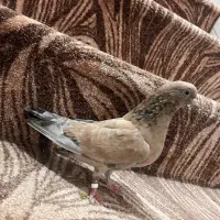 کله ای طلای