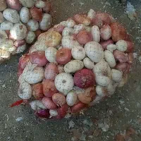 پیازسفیدوقرمزولایتی.|خوردنی و آشامیدنی|زاوه, |دیوار