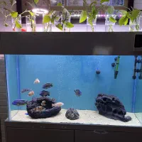 اکواریوم و پایه|ماهی|رفسنجان, |دیوار