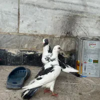 کفتر|پرنده|شیراز, تندگویان|دیوار