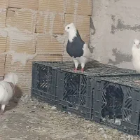 کبوتر