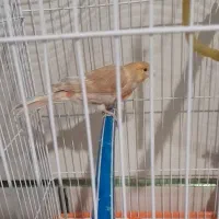 معاوضه (قناری جفت)|موبایل|مرودشت, قانون|دیوار