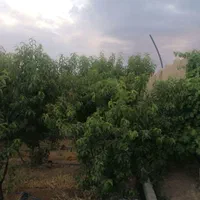 فروش فوری باغ با.کارشناس.شما ۶۲۰ متری در نجف‌آباد|فروش خانه و ویلا|نجف‌آباد, قلعه سفید|دیوار