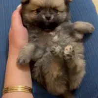 پامر خرسی عروسکی|سگ|رشت, دیانتی|دیوار