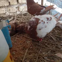 کبوترمیولمنز