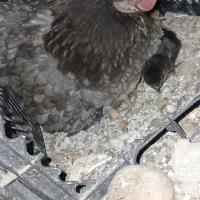 مرغ طوسی با جوجه|حیوانات مزرعه|شبانکاره, |دیوار