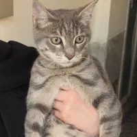 واگذاری گربه