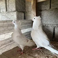 کبوتر پرشی درجه یک|پرنده|بابل, |دیوار