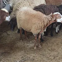گوسفند ماده آبستن شیرکر داشتی