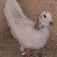 کبوتر|پرنده|بهبهان, |دیوار