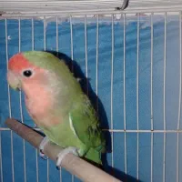 کتوله ماده تعیین جنسیت شده و کار داده