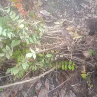 فروش بهترین و پربارترین نهال سماق سردشت|خدمات باغبانی و درختکاری|سردشت, |دیوار