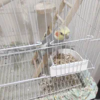 عروس هلندی نر|پرنده|هشتگرد, شهرک بوستان|دیوار