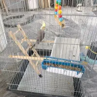 عروس هلندی