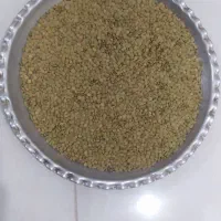 عدس تازه مغان