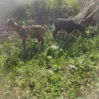 بز درجه 1