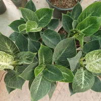 فروش انواع گل وگیاهان اپارتمانی|گل و گیاه طبیعی|آران و بیدگل, |دیوار