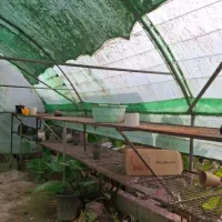 سازه گلخونه محمود اباد