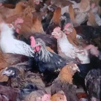 جوجه خروس کشتار رسید با ارسال رایگان