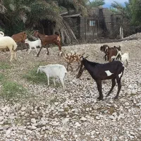 نری پاکستانی ..‌