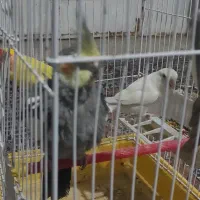 پرنده عروس هلندی و طوطی کوتوله