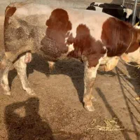 فروش انواع گوساله های سمینتال هلشتاین دورگ