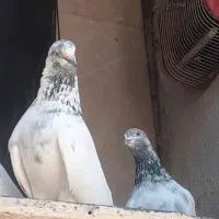 کبوتر انتیک