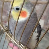 گمشده عروس هلندی