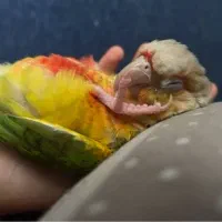 پرنده گم شده