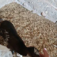 بزغاله یک روز ماده