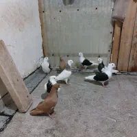 کبوتر