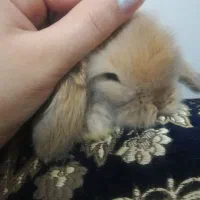 بچه خرگوش لپ مینیاتوری و خانگی