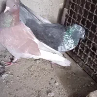 نروماده پرشی ویک عددماده|پرنده|قم, سید معصوم|دیوار