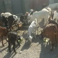 گوسفند|حیوانات مزرعه|بند زرک, |دیوار