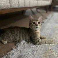 گربه DSH|گربه|اهواز, کوروش|دیوار