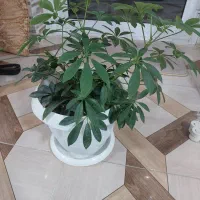 گلهای زیبا با گلدانهای زیبا|گل و گیاه طبیعی|مبارکه, |دیوار