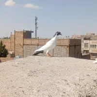 پلنگ سیاه