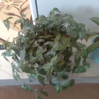 گل چشم اهویی