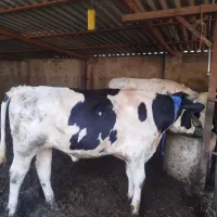 دو عدد گاو جوانه پروار معاوضه با گاو شیری هم دارم