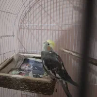 عروس هلندی نر سالم