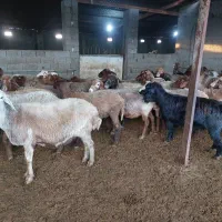 فروش ۴۰ راس میش