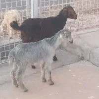 فروش بز